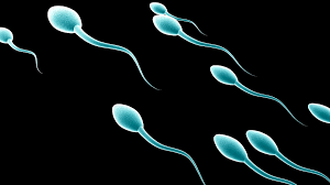 Sperm-of-young-and-well-educated-men-in-demand-on-HWN-SEX-EDU