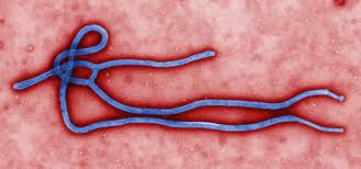 Ebola-virus,-Transforms-and-infects-humans-on-HWN-EBOLA