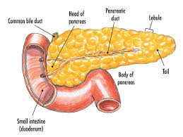 Regenerating-diabetic-pancreas-with-fasting-diet-on-HWN-INSIGHTS