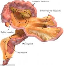 The-Classification-Of-A-New-Human-Organ-on-HWN-MEDICALS