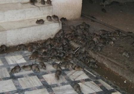 3-Confirmed-Lassa-Fever-Cases-in-Kano-on-HWN-LASSA-FEVER-UPDATE