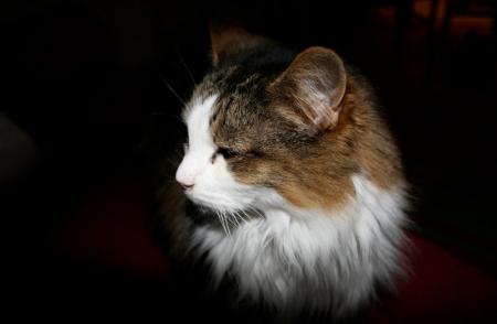 Bird-Flu-Infects-Cats-In-New-York-on-HWN-BIRD-FLU