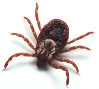 Analysing-Congo-Virus-on-HWN-CONGO-VIRUS-UPDATE