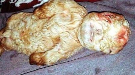 Girl-gives-birth-to-dogs-in-Western-Cape-on-HWN-HORROR