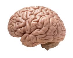 Gene-Responsible-For-Brain-Ageing-Discovered-on-HWN-FINDINGS