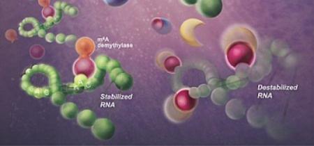 After-Birth,-Zika-Virus-Keeps-Growing-In-Infants-Brains-on-HWN-ZIKA-VIRUS