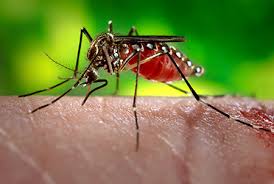 3-tests-positive-for-zika-in-Norway-on-HWN-ZIKA-VIRUS-UPDATE
