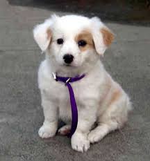 Pet-dogs-linked-with-health-benefits-on-HWN-RESEARCH