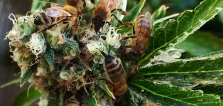 Cannahoney-(Cannabis-Cum-Honey)-on-HWN-WONDERS