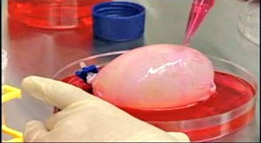 Skin-cells-behind-cow-ear-developed-into-functioning-kidney-on-HWN-INSIGHTS