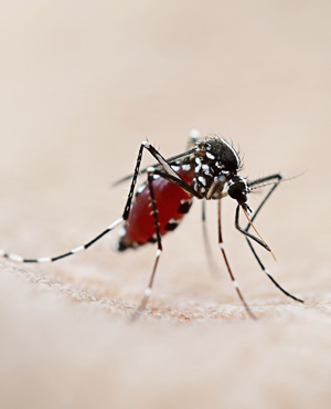 Yellow-fever-epidemic-hits-Angola-on-HWN-YELLOW-FEVER-UPDATE Yellow-fever-epidemic-hits-Angola-on-HWN-YELLOW-FEVER-UPDATE