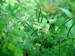AC-have-antitumor,-anti-inflammatory-and-immunostimulant-effects-on-HWN-INSIGHTS